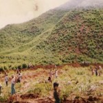 Plantation of trees